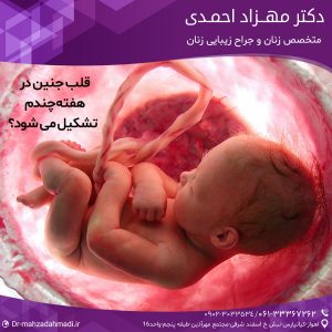 قلب جنین در هفته چندم تشکیل می شود؟